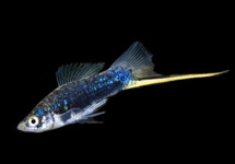 s/ t  Black Berlin med