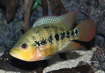 Flowerhorn Cichlid 2.5-3 inch