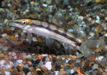 Dwarf Chain Loach med