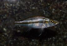 Compressiceps 2 inch