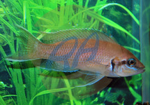 Swallow Brichard 1.75 inch