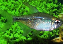Diamond Tetra lg