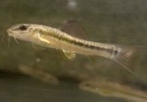 Beautiful Hillstream Loach med