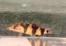Clown x Yoyo Loach s/m