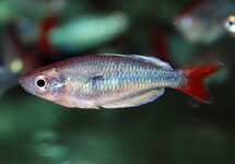 Kali Tawa Rainbow s/m