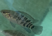 Indian Neon Blue Badis med
