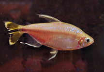 Yellow Tailed Congo Tetra lg