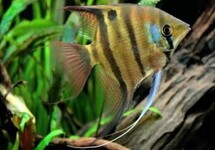 Spotted Scalare Angel Peru lg