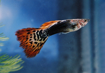 Guppy Male Tuxedo Dragontail m/l