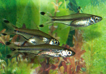 Scissortail Rasbora med