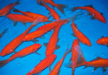 Comets Goldfish 4-5 inch