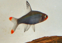 Asian Rummy Nose Rasbora med
