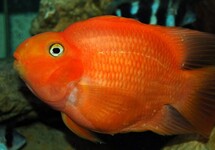 Red parrot Cichlid 2 inch