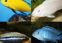 Mixed African Cichlids 1.0-1.25 inch