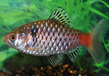 Odessa Barb med