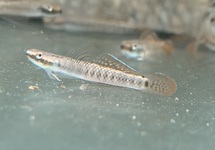 Palauan Riffle Goby med