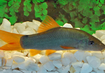Redtail Botia 3 inch