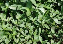 BUNCH TEMPLE (Min. 12)