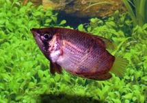 Cherry Chocolate Gourami med