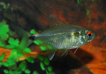 Head & Taillight med