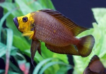 Gold Head Compressiceps 1.5 inch