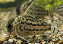 Cor. Schwartzi lg (Brazil)