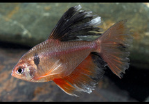 Longfin Serpae Tetra lg