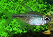 Magnificent Red-tailed Rasbora med