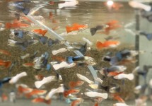 Guppy Male Mix m/l (Red/White/Blue)