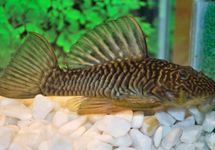 Grow Star Plecostomus L4 M/L