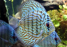 Discus Turquoise Blue 2.5 inch
