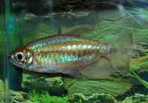 Blue Congo Tetra s/m