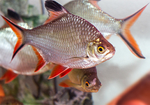 Tinfoil Barb 1.5 inch