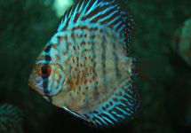 Discus Mix 2 inch