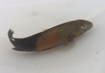 Orange Belt Tropheus Mbemba 2 inch