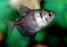 Black Tetra m/l
