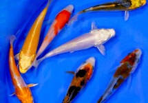 Standard Koi 3 inch