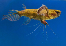 Butterfly Fish lg