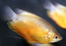 Sunset Gourami 1.5 inch