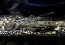 Shortfin Green Dragon Bristlenose 1.5 inch