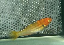 Tropical Gudgeon Goby med