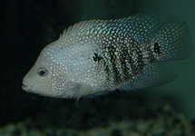 Electric Blue Texas Cichlid s/m