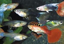 Guppy Female Mix xl