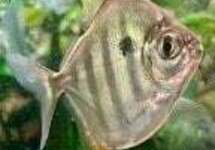 Tiger Silver Dollar sm