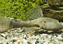 Anc. Bushynose Paraguay (wild) 2.5-3 inch