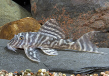 False Zebra Plecostomus L127 - 2 inch