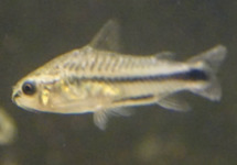 Cor. Pygmeus med Colombia