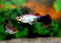 Guppy Male Pink Tuxedo m/l