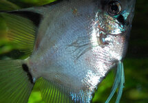 Blushing Blue Angel s/m