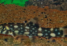 Marble Kubotai Loach lg